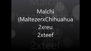Malchi (MaltezerxChihuahua) : 2xreu / 2xteef