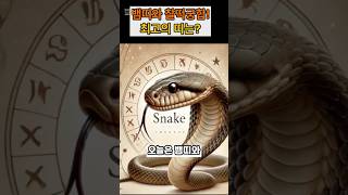 뱀띠와 찰떡궁합! 최고의 띠는? #사주 #운세 #뱀띠 #오늘의운세