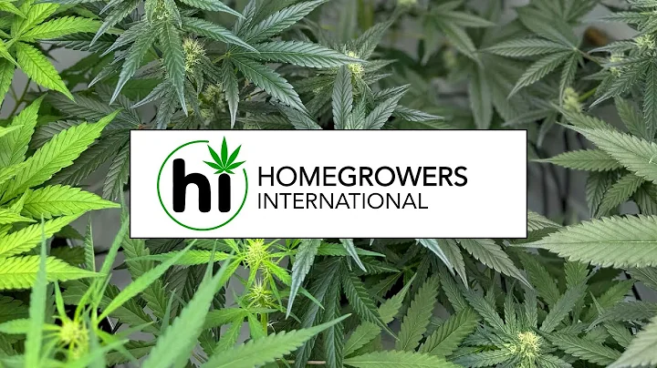 Implementing Pest and Disease Prevention in Cannabis