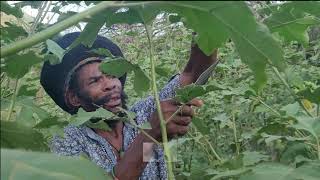 PEANUT DREAD...MI HIDE THE VAN KEY FROM MISELF!!WHAT A MAN LIKE THIS !!