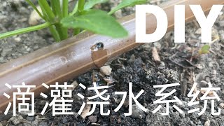 【造菜园之三】自建滴灌浇水系统 ｜变草地喷水系统为菜地滴灌系统｜ DIY Turning Sprinkler System into Drip System