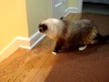 Cat Meets Kitten: 5-year old Ragdoll Cat Meets 3-month old Ragdoll Kitten