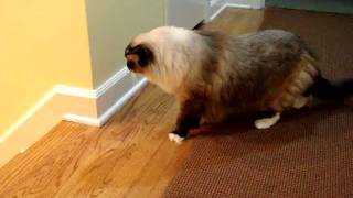 Cat Meets Kitten: 5-year old Ragdoll Cat Meets 3-month old Ragdoll Kitten