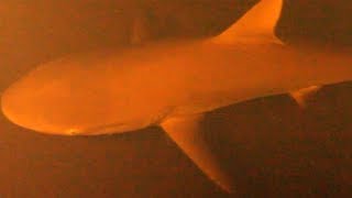 These Scientists Found Sharks Living Inside An Active Underwater Volcano