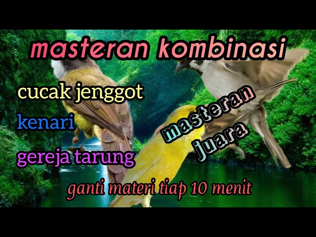 masteran kombinasi(cucak jenggot, kenari, gereja tarung) class=