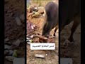 ثور تعرض لألتقاط مادة الشبو