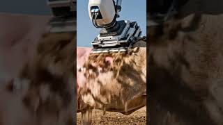 Cow's Ultimate Shave: AI-Powered Precision!