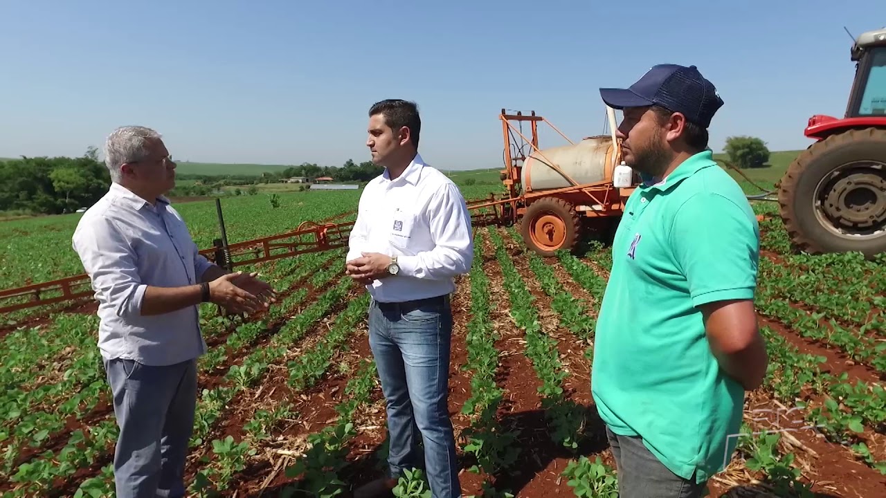Especialista fala sobre o desenvolvimento da soja após a aplicação do glifosato