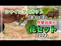 【シャインマスカット】花のセット2022