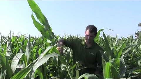 MycoApply (Mycorrhizal Fungi) Makes Difference in Root System of Corn