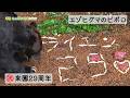 【東山動植物園公式】エゾヒグマ、ピポロⅡの来園29周年　ロングバージョン《 エゾヒグマ　ヒグマ　クマ 》