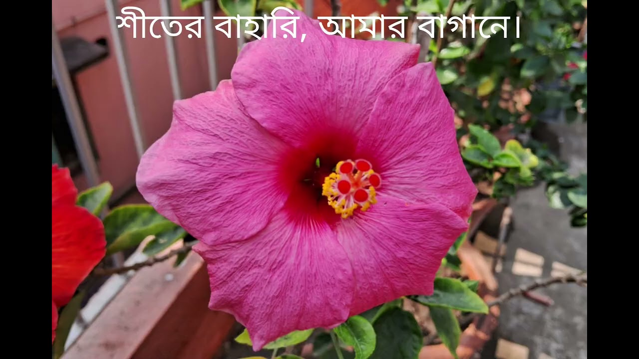 শীতের বাহার , আমার বাগানে।