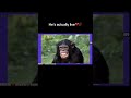Went back to default settings😭🙏🏾🥀💔#shorts #monkeyapp #funnymemes #funny #monkey #ishowspeed