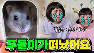 푸들이가 죽었어요.....(feat.반려동물이 무지개다리 건넜을 때)[웃짜시트콤]