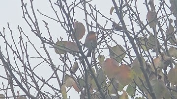 2024-10-25 LJUBLJANA Botanični vrt PASSERIFORMES Erithacus rubecula TAŠČICA