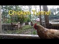 Easy Chicken Tunnel, Chunnel from Run to Garden Easy Chicken Tunnel, Chunnel from Run to Garden