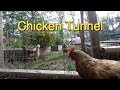 Easy Chicken Tunnel, Chunnel from Run to Garden