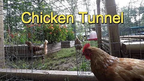 Easy Chicken Tunnel, Chunnel from Run to Garden