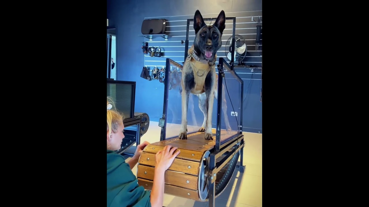 Train a Belgian Malinois they said 🤦🏽‍♂️ 🐊#malinois #belgianmalinois #maligator #dogsport