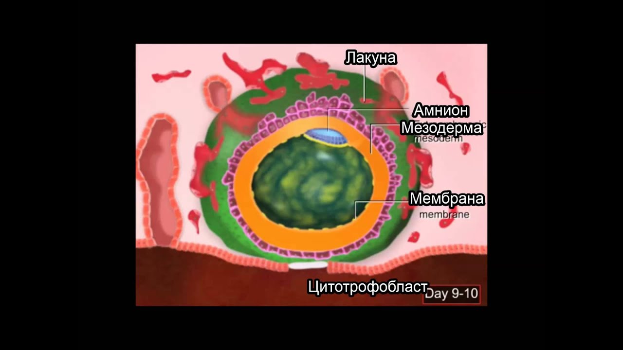 Имплантация яйцеклетки