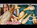 ซาชิมิหอยงวงช้าง ชิโระมิรุหงาย 白ミルガイ刺身!!