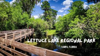 Lettuce Lake Regional Park / Tampa, Florida  In Search of Alligators