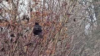 Download Lagu 2025-12-28 LJUBLJANA Špica PASSERIFORMES Turdus merula KOS MP3