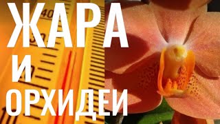 видео: ОТВЕТЫ на ВОПРОСЫ ПО УХОДУ за ОРХИДЕЯМИ! КАК ПОМОЧЬ ОРХИДЕЯМ ПЕРЕНЕСТИ ЖАРУ и ДРУГИЕ ВАЖНЫЕ ВОПРОСЫ! картинка: ОТВЕТЫ на ВОПРОСЫ ПО УХОДУ за ОРХИДЕЯМИ! КАК ПОМОЧЬ ОРХИДЕЯМ ПЕРЕНЕСТИ ЖАРУ и ДРУГИЕ ВАЖНЫЕ ВОПРОСЫ!