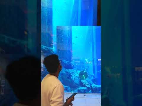 Dubai Aquarium #dubai #aquarium #uae #shorts