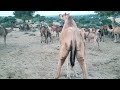 Big female camel standing stylecamelcamel life pakistancamel groupcamel farm tharparkar