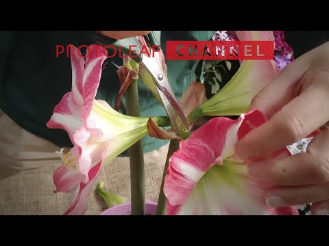 アマリリスの花がら摘みと花後の管理の仕方 Youtube