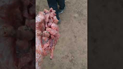 Macerated Fetus Abortion, Mummified fetus in cattle (Removing it), Mummification of cattle fetus, Miscarriage With Mummification In The Fetus, Watch How Veterinarian Doctor Helps, C-SECTION COW FOETAL MONSTER WITH SCHISTOSOMUS REFLEX, Gestation: A Calf's Journey