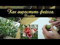 Как вырастить фейхоа.  Посадка.