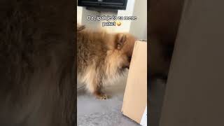 Dobila Sam I Svoj Paket