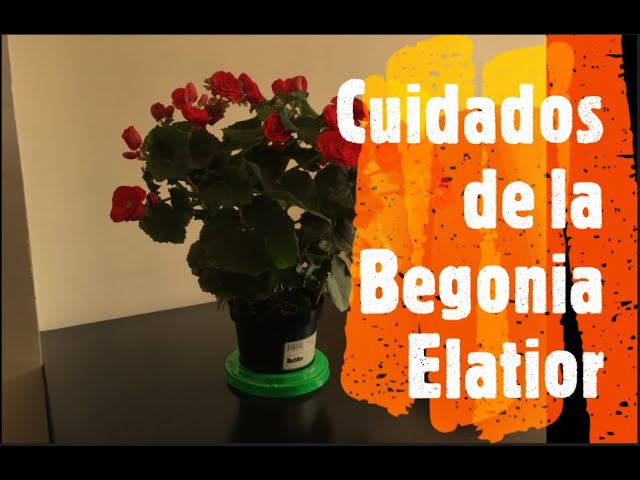 Cuidados de la Begonia Elatior - YouTube