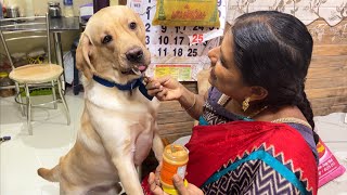 Crazy Labrador puppy tastes the peanut butter for the first time with mom | Little John |