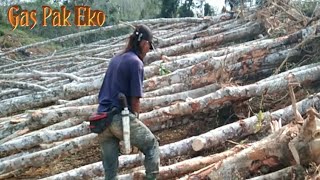 Potong kayu getah guna chainsaw STIHL MS660