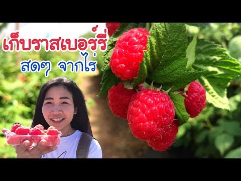 วีดีโอ: ชาใบราสเบอร์รี่สีแดงและชาใบราสเบอร์รี่เหมือนกันหรือไม่?