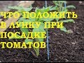 Что необходимо класть в лунку при посадке томатов