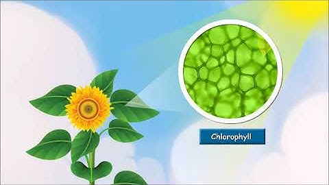 How do Plants Make Their Food?  Leaf the Food Factory | Class 4 Science