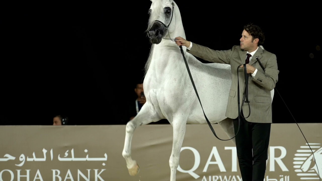 The ivory Arabian Stallion AMAAR puts on a great show at GCAT Ajman 2025