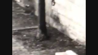 Adele Exarchopoulos Ela Stone