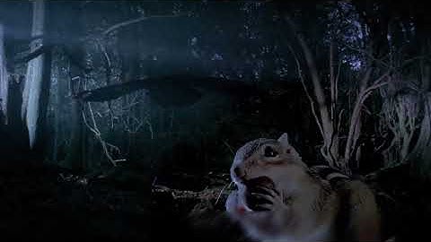 Những chú chuột rất sợ hãi khi bị kẻ cắp lấy thức ăn vào mùa đông