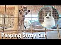 Peeping stray cat | First cat box house [VLOG]