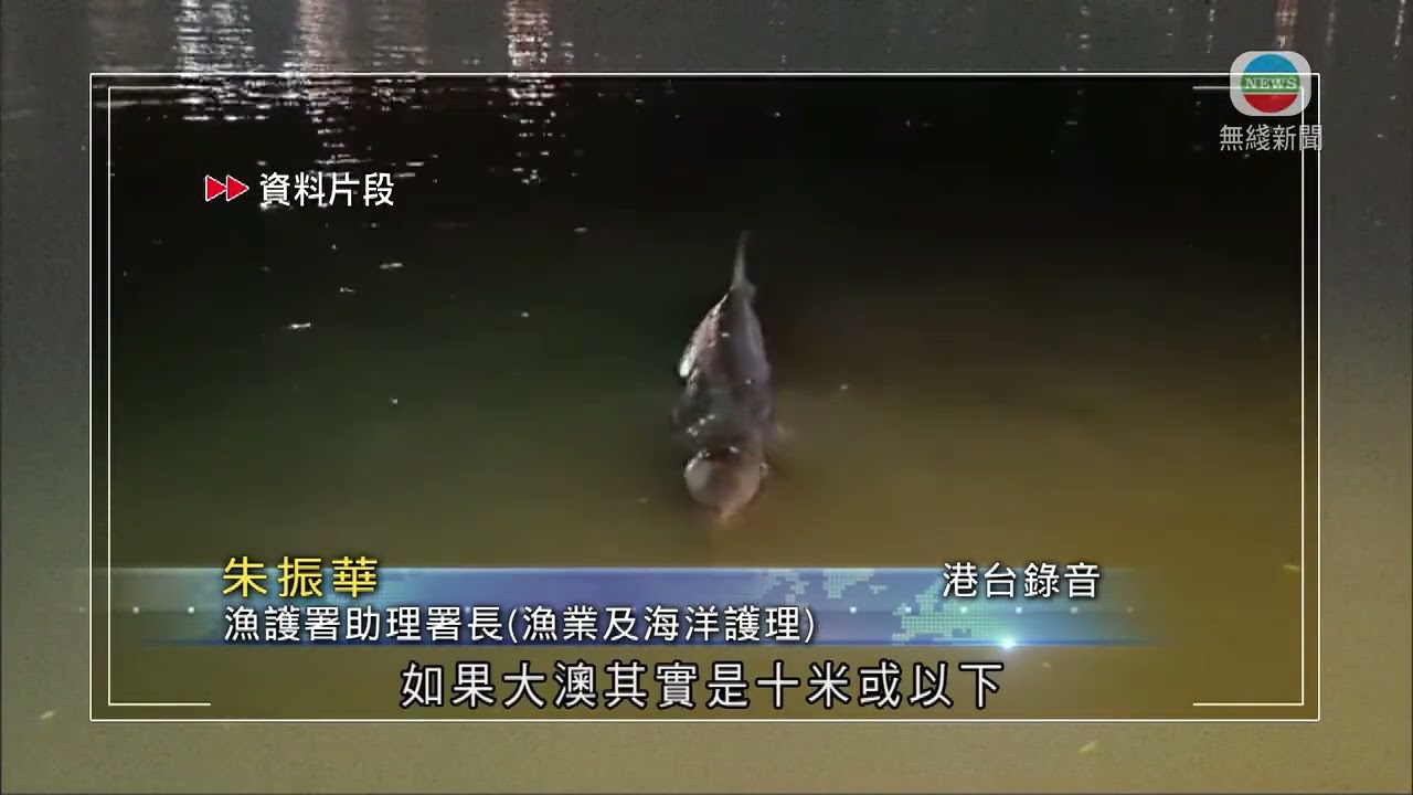 香港無綫｜香港新聞｜2/12/2024 要聞｜【鯨魚擱淺亡】漁護署指帆布袋阻塞腸道及香港水域淺或屬死因