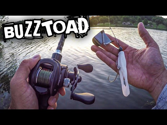 Early Morning Buzzbait Fishing for Bass (War Eagle Buzz Toad Buzzbait) 