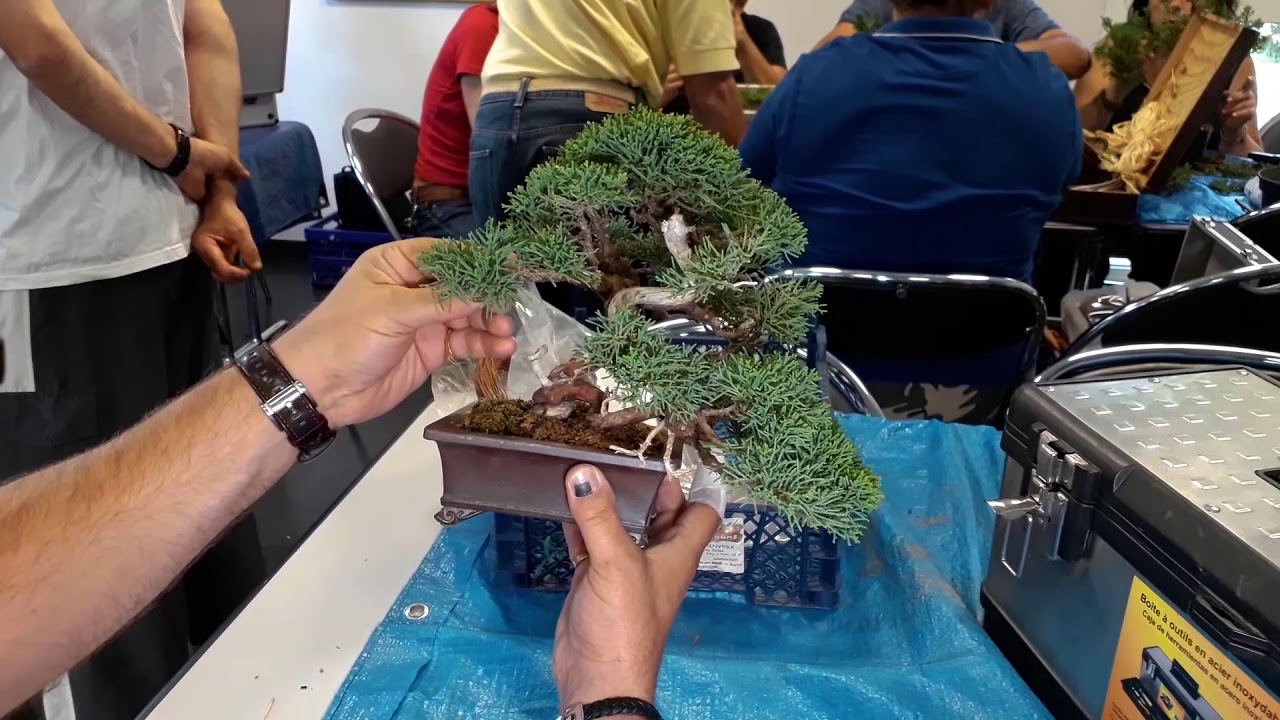 Vlog BCP #02 - Préparation exposition - Juniperus Chinensis