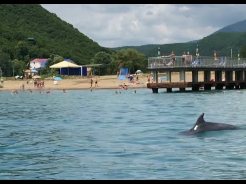 Фото Плавание с дельфинами в Чёрном Море