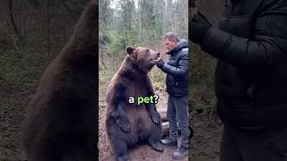 Can You Have Bear as a Pet? 😳