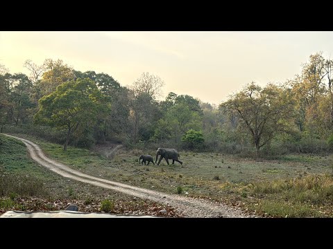 जान बचाने की जद्दोजहद | दो दांतों वाले गजराज से भागी हथिनी और बच्चा